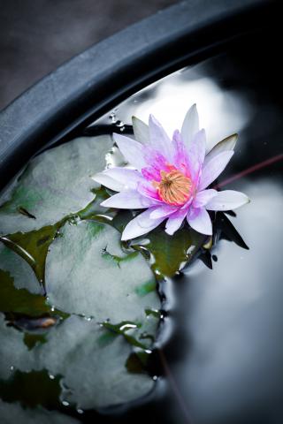 レンズ(単焦点) 7Artisans 7.5mm F2.8 新品)Leica (ライカ) SL2 ズミクロン SL50mm F2 ASPH. セット