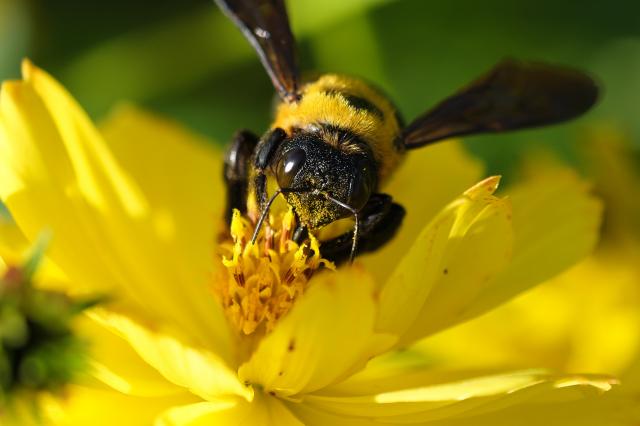 新品)FUJIFILM (フジフイルム) フジノン XF80mm F2.8 R LM OIS