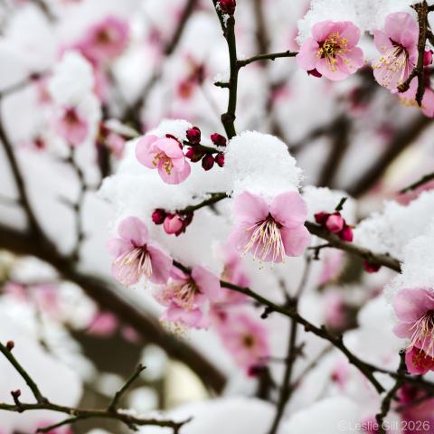 新品)Nikon (ニコン) Z5II 24-50 レンズキット（商品ID：4960759920300