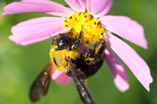 Fujinon XF80mmF2.8 LM OIS WR マップカメラ2年保証 新品)FUJIFILM (フジフイルム) フジノン XF80mm F2.8 R LM OIS