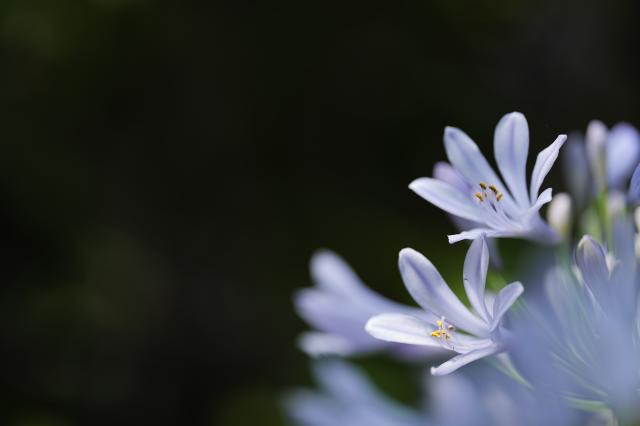 新品)SIGMA (シグマ) Art 105mm F2.8 DG DN MACRO (ライカSL/TL