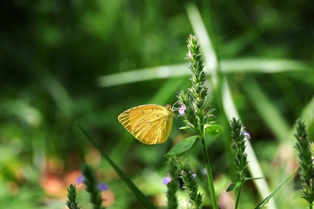 新品)Nikon (ニコン) Z50II ダブルズームキット（商品ID