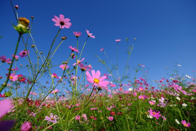 新品)FUJIFILM (フジフイルム) フジノン XF10-24mm F4 R OIS WR（商品