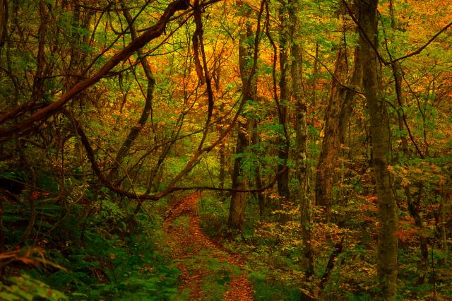 屋久島 矢筈展望所の樹木 6 Everybody Photographer Com