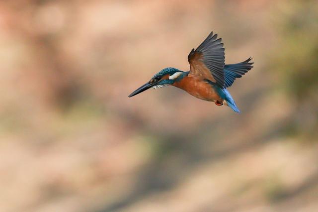 Canon RF100-400mm F5.6-8 IS USM レンズ 新品)TAMRON (タムロン) 20-40mm F2.8 Di III VXD / Model A062S