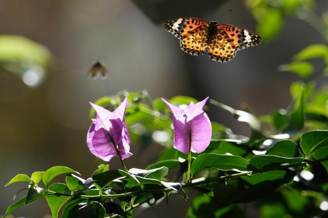 新品)SONY (ソニー) FE 400-800mm F6.3-8 G OSS SEL400800G（商品ID