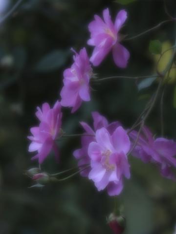 新品)TAMRON (タムロン) 18-300mm F3.5-6.3 Di III-A VC VXD/Model