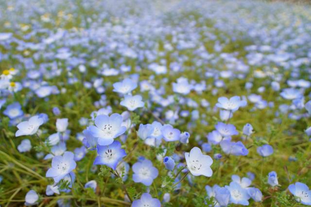 のはな Amazon | メガパワー バイクバッテリー ディオ SP ZX (Dio SP ZX