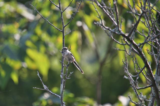 新品)Nikon (ニコン) Z50II 16-50 VR レンズキット（商品ID