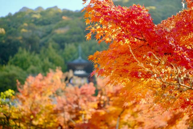 レンズ(ズーム) FUJIFILM XF 16 - 50mmF2.8-4.8 R LM WR 新品)SIGMA (シグマ) Contemporary 18-50mm F2.8 DC DN (フジフイルムX