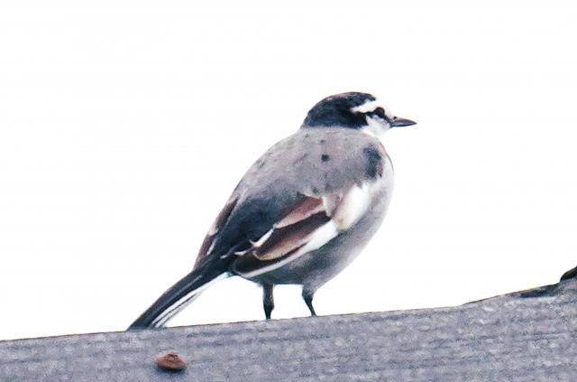 新品)TAMRON (タムロン) 150-500mm F5-6.7 Di III VC VXD/Model