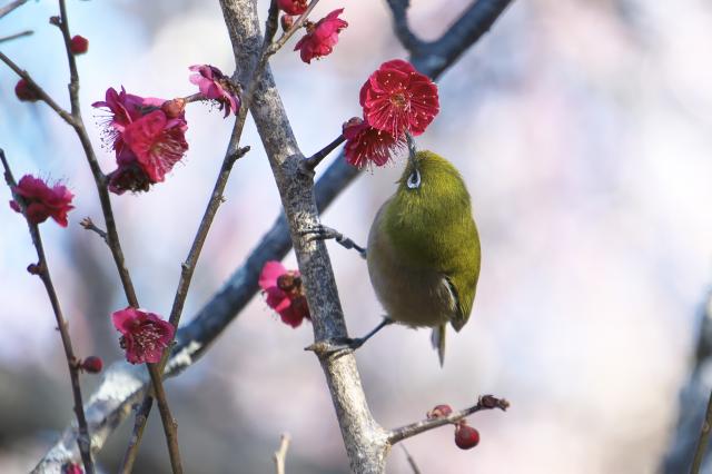 新品)Nikon (ニコン) Z50II 16-50 VR レンズキット（商品ID