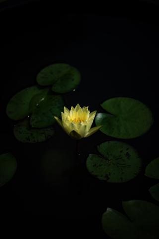 新品)Leica (ライカ) SL2 ズミクロン SL50mm F2 ASPH. セット